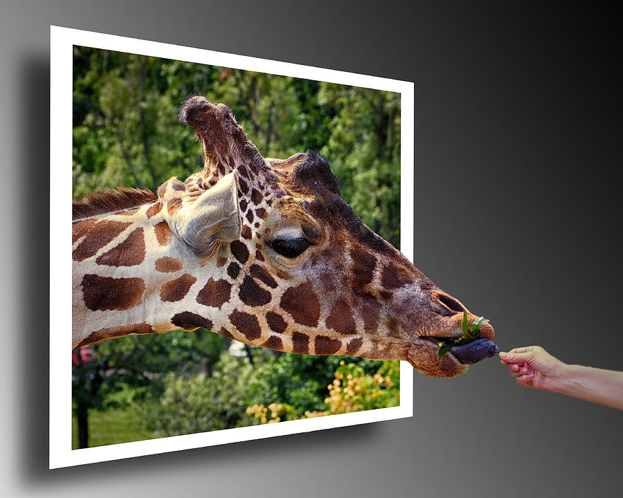 Giraffe Feeding Out Of Frame Photograph