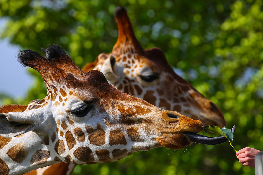 Giraffe Feeding Time Photograph by Dart Humeston