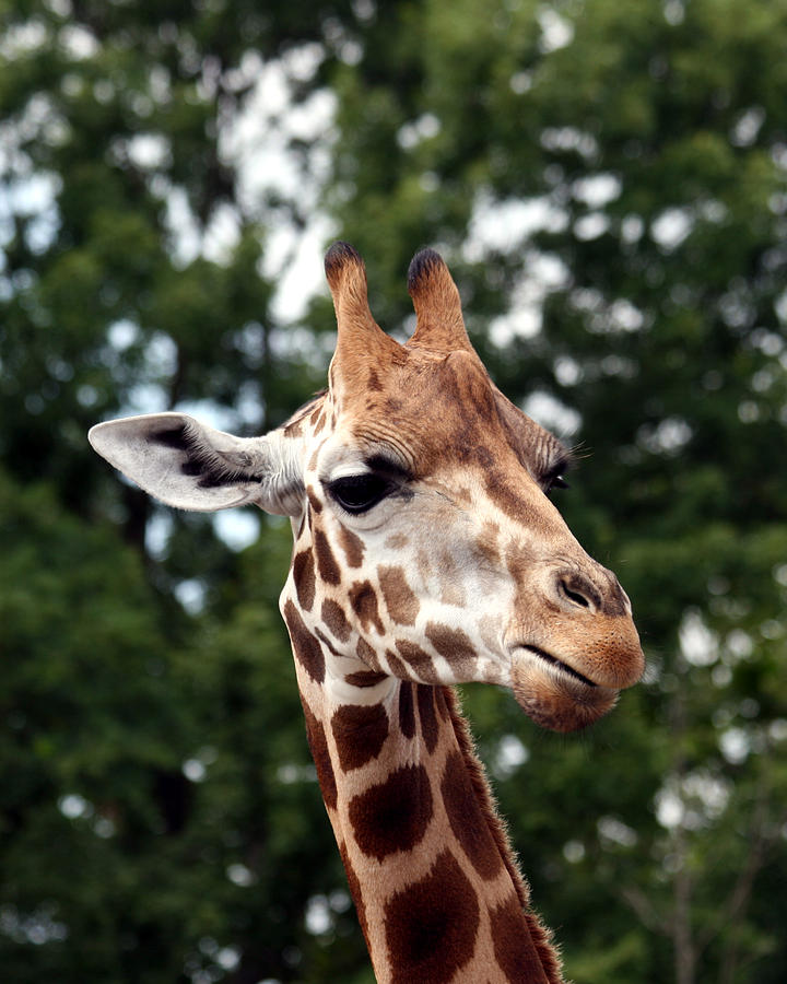 Giraffe Photograph by George Jones