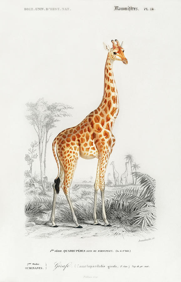Giraffe - Giraffa camelopardalis Painting by Vincent Monozlay