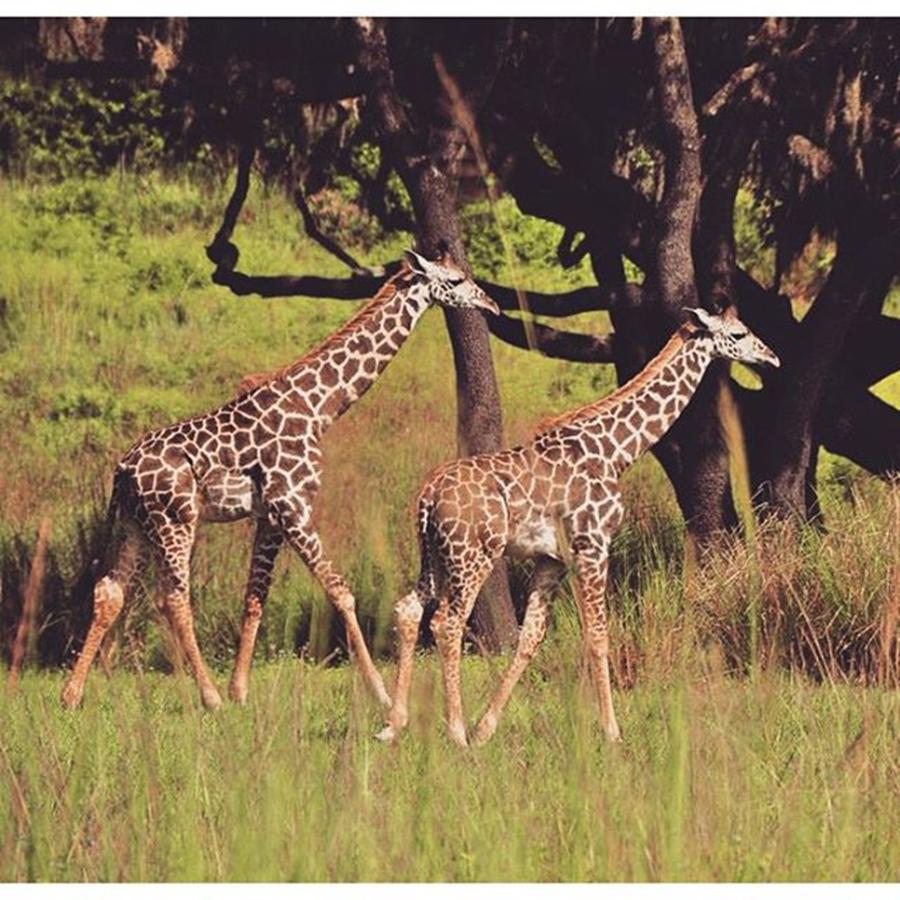 Giraffe Photograph - Giraffes by Kate Arsenault