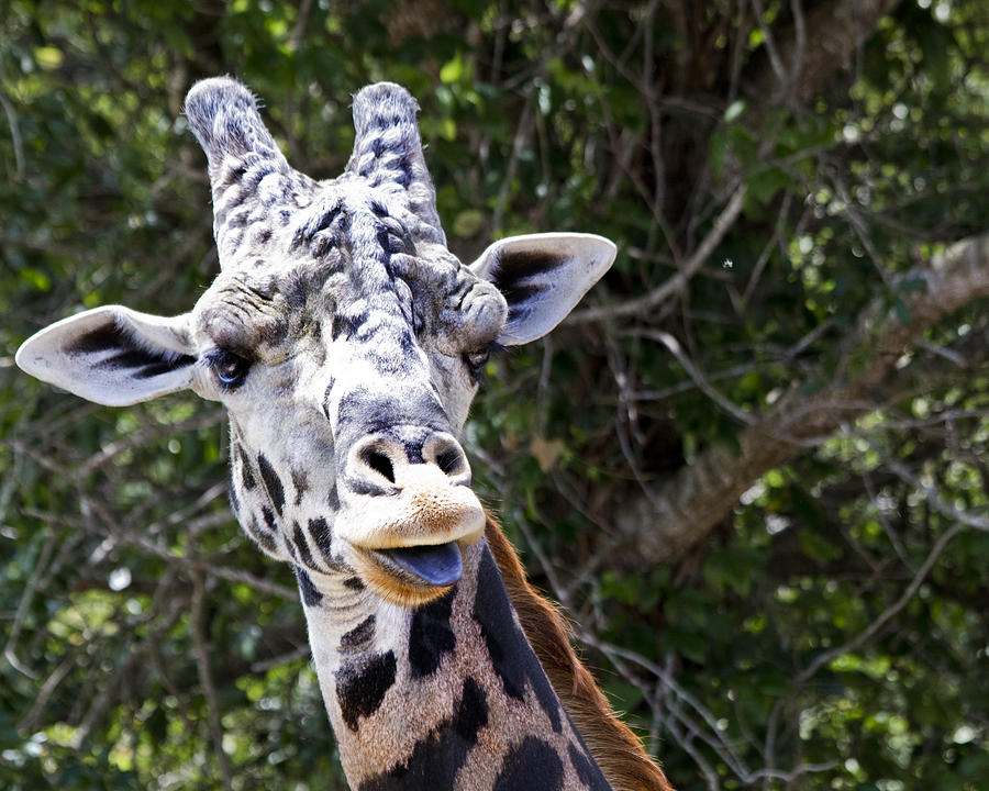 Giraffe Photograph - Giraffe Gives a Raspberry  by Roger Wedegis
