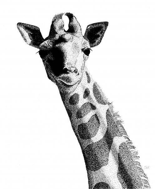 Giraffe Drawing by Graham Wiatt - Fine Art America