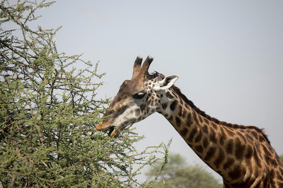 Giraffe grazing in Serengeti, Tanzania  Photograph by Karen Foley