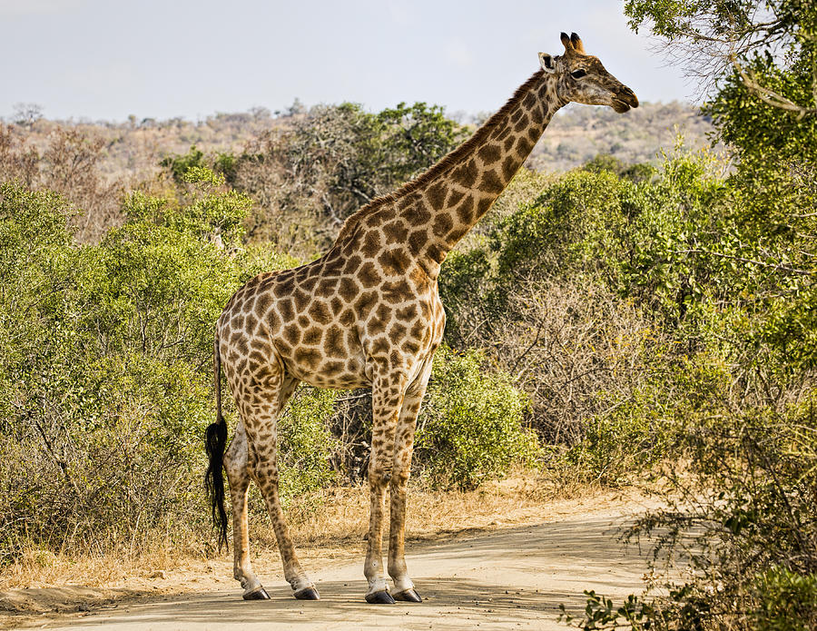 Nature Photograph - Giraffe Grazing by Stephen Stookey
