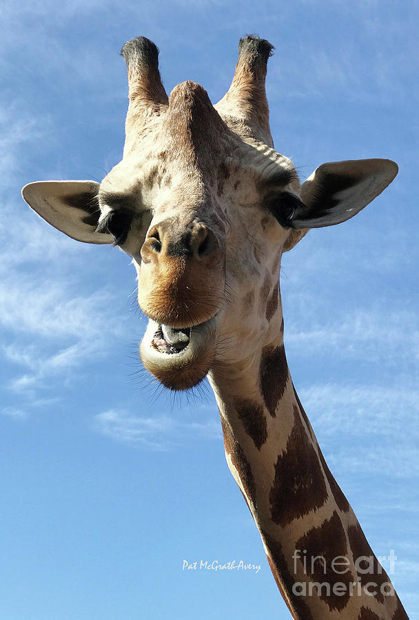 Giraffe Photograph - Giraffe greeting by Pat McGrath Avery Giraffe Photograph - Giraffe greeting by Pat McGrath Avery