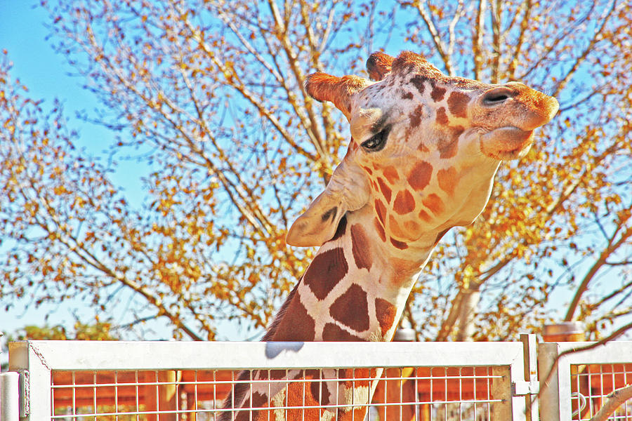 Giraffe Head Blue Sky sweet Lips Colorado Springs 2 10292017  Photograph by David Frederick