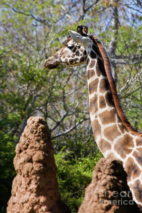 Giraffe Head Photograph