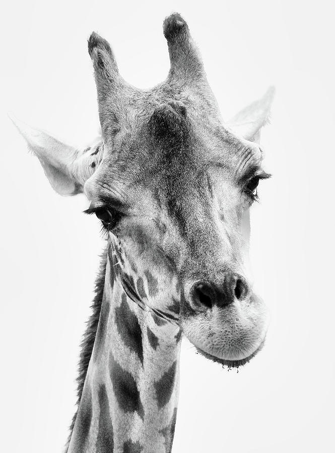 Giraffe Headshot BW Photograph by Athena Mckinzie