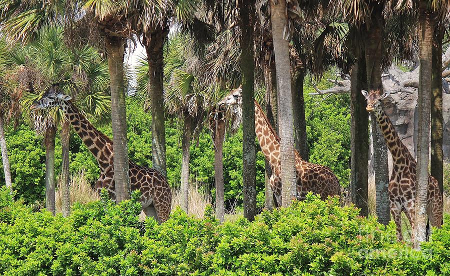 Nature Photograph - Giraffe Herd by Paulette Thomas