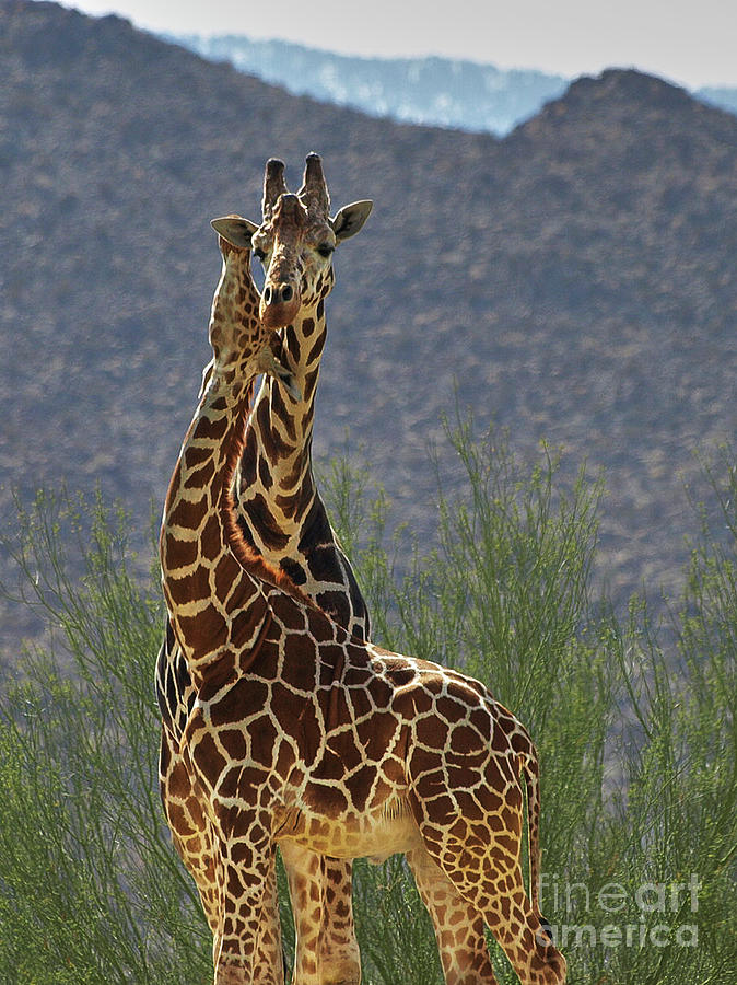 Giraffe Hug Photograph by Steve Ondrus