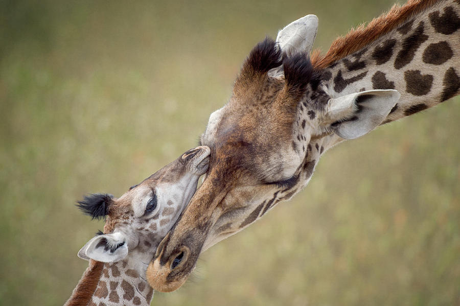 hug fun giraffe