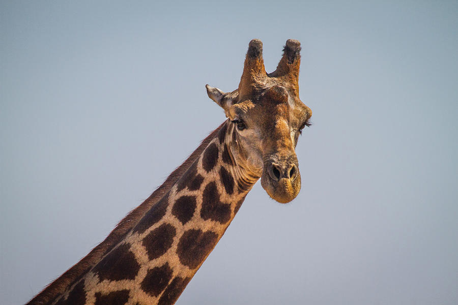 Giraffe III Photograph by Randy Green