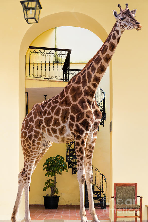 Giraffes Den Photograph by Les Palenik