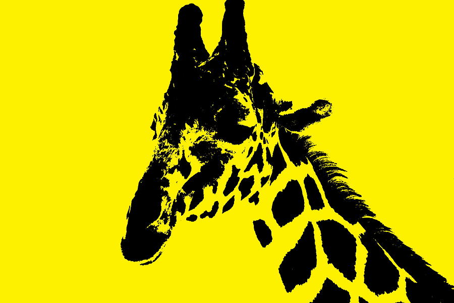 Giraffe in Banana Yellow Photograph by Colleen Cornelius