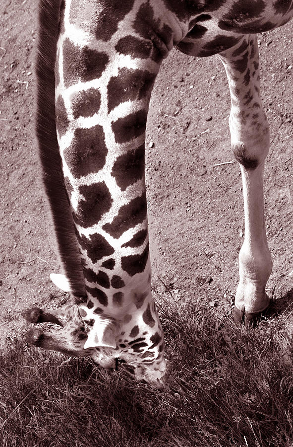 Giraffe in Black and White Photograph by Barbara  White