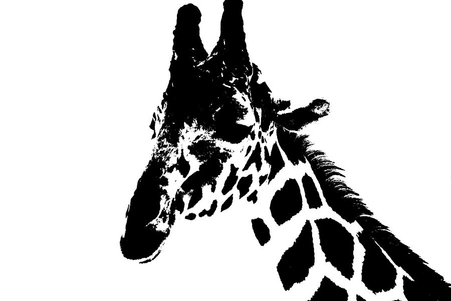 Giraffe in Black and White Photograph by Colleen Cornelius