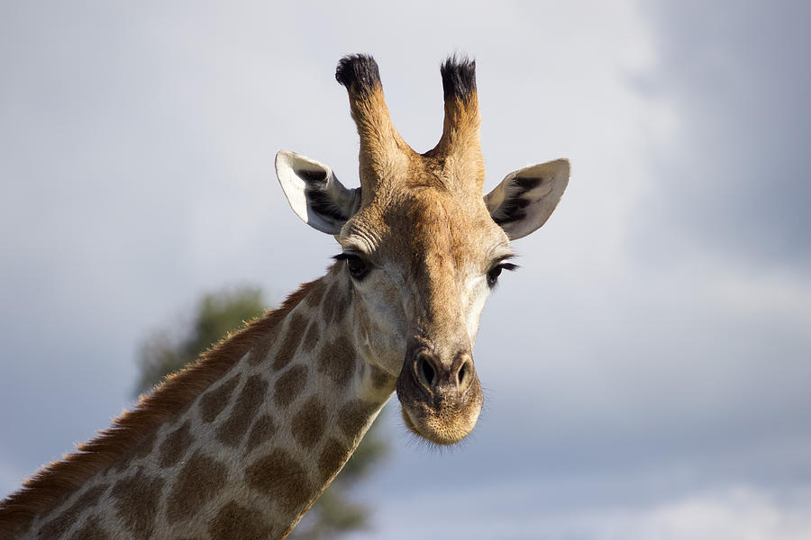 Giraffe in Botswana Photograph by Joscelyn Paine - Fine Art America