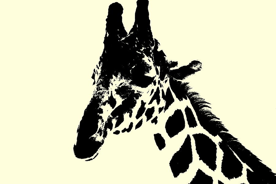 Giraffe in Ivory Photograph by Colleen Cornelius
