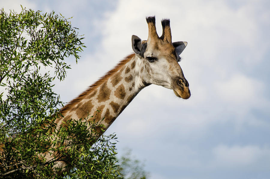 Giraffe in Manyeleti Game Reserve Photograph by Rob Huntley