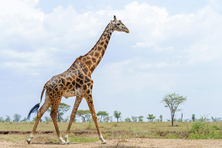 Giraffe in Serengeti Photograph by Marek Poplawski