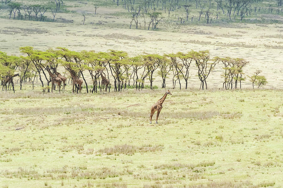 Giraffe in Serengeti National Park Photograph by Marek Poplawski