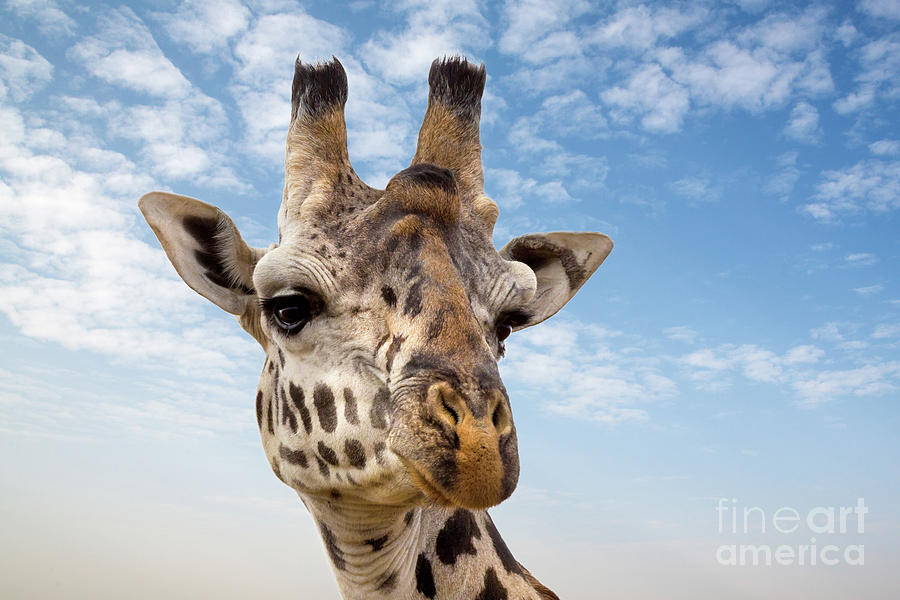 Giraffe in the Masai Mara Photograph by Jane Rix