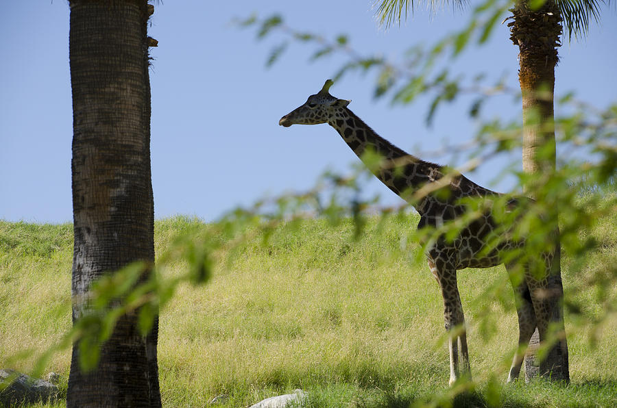 Giraffe #1 Photograph by Erik Burg