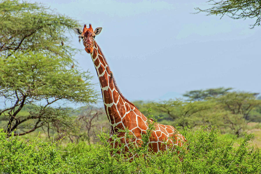 Giraffe in the shrubs Photograph by Peggy Blackwell