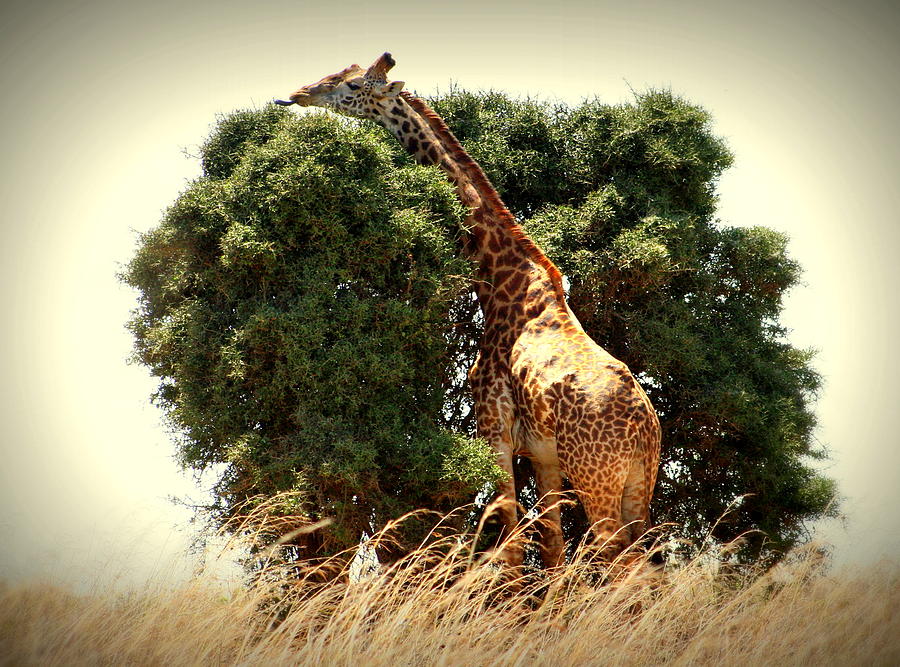 Giraffe in the tree Photograph by Sue Long