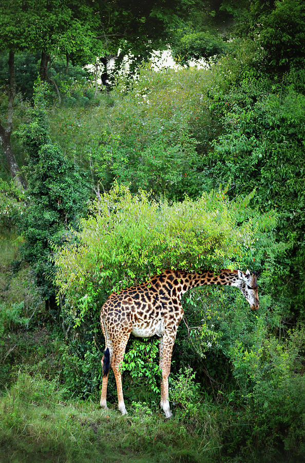 Nature Photograph - Giraffe in the Tree by Vicki Jauron