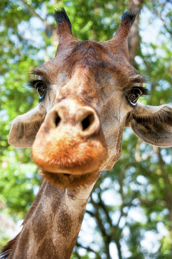 Wildlife Photograph - Giraffe Interest by Jodie Nash
