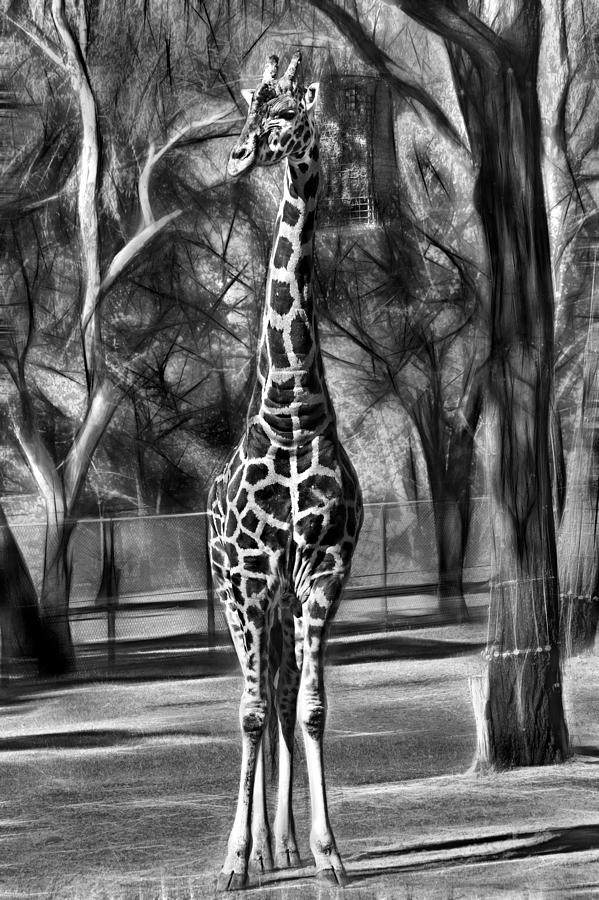 Zoo Photograph - Giraffe is tall by Miroslava Jurcik