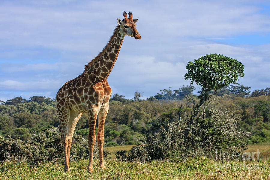 Giraffe Photograph by Jennifer Ludlum