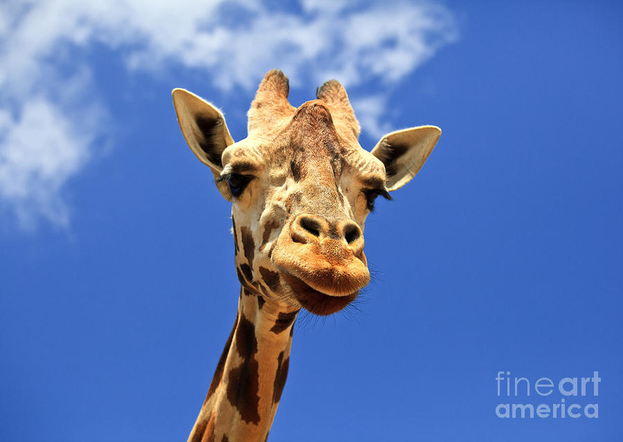 Giraffe Photograph by Jill Lang