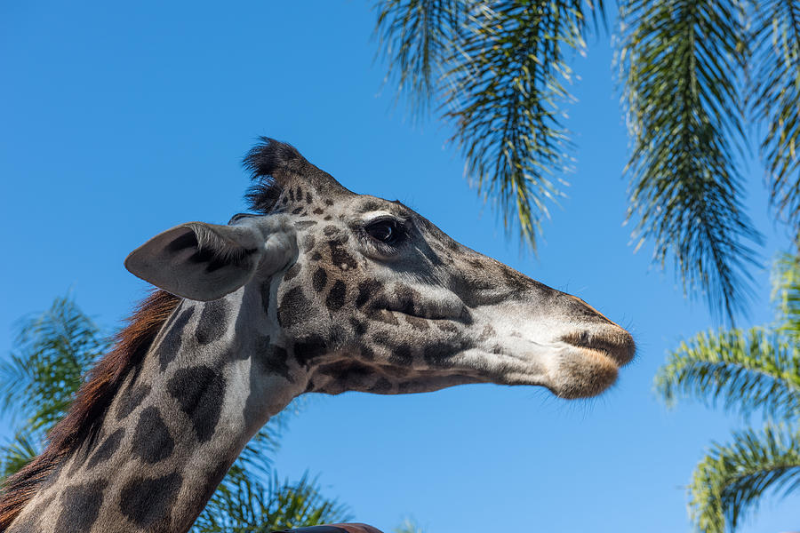 Giraffe Photograph by John Johnson