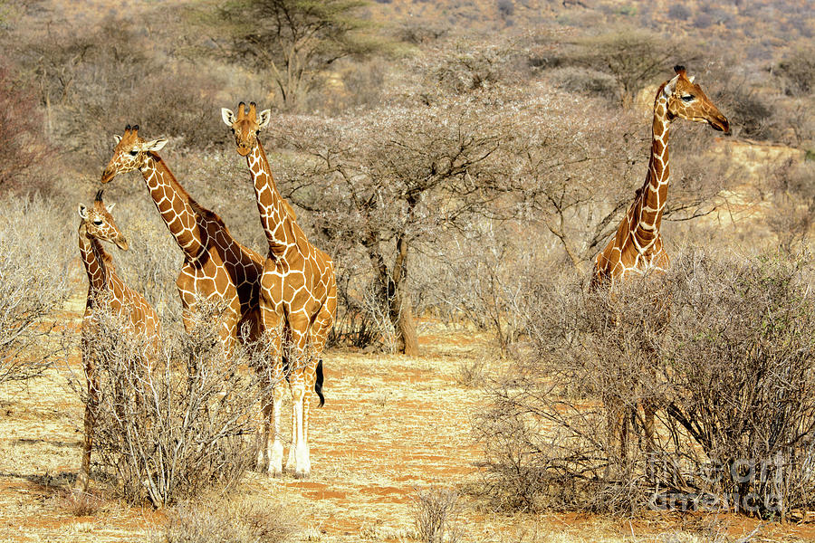 Giraffe Journey Photograph by Paulette Sinclair
