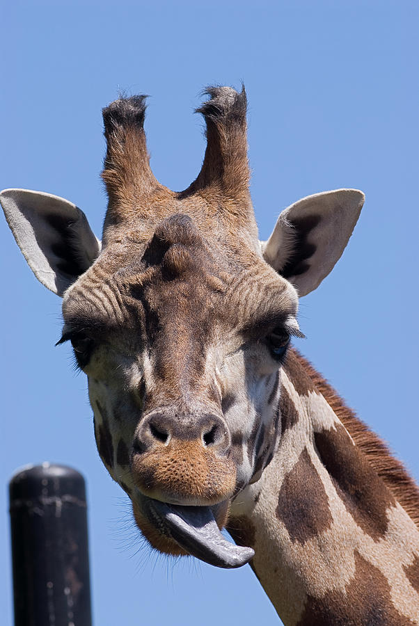 Giraffe Photograph by JT Lewis