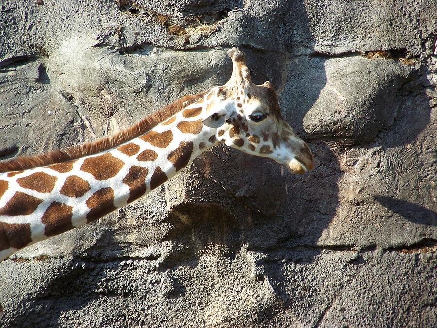 Giraffe Photograph by Julie Rauscher