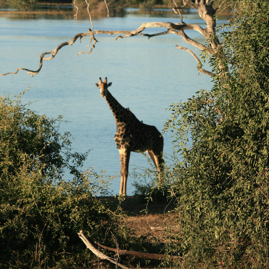 Giraffe Photograph by Karen Zuk Rosenblatt