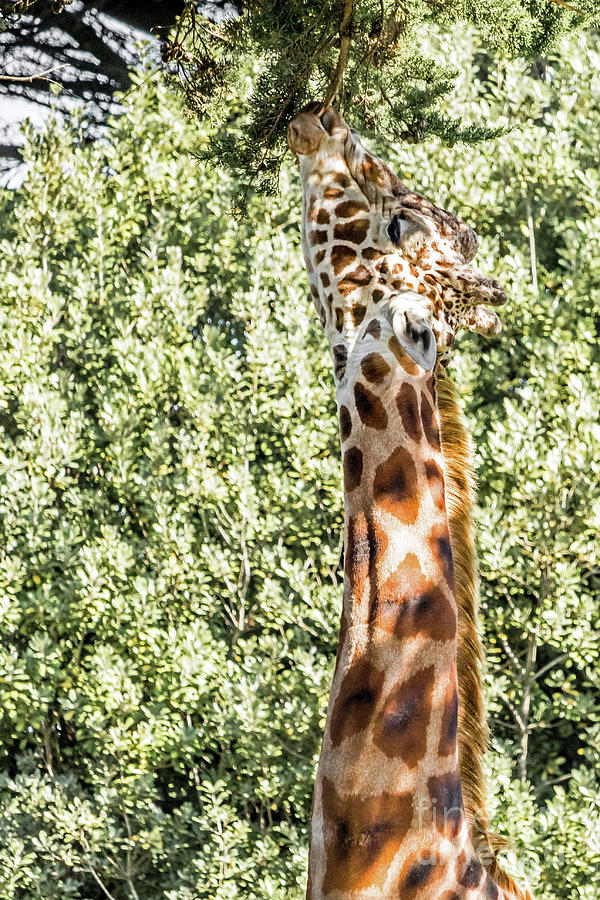 Giraffe Photograph by Kate Brown