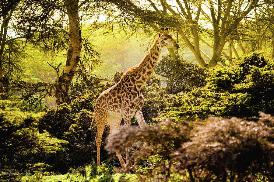 Giraffe, Kenya Photograph by Aashish Vaidya