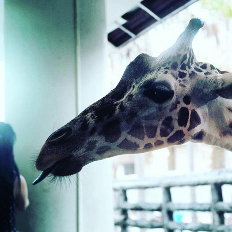 Giraffe Kiss Photograph by Aleck Cartwright