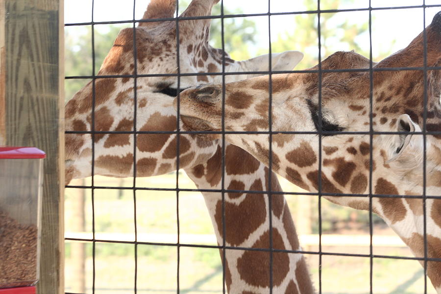 Giraffe Kiss Photograph by B Rossitto