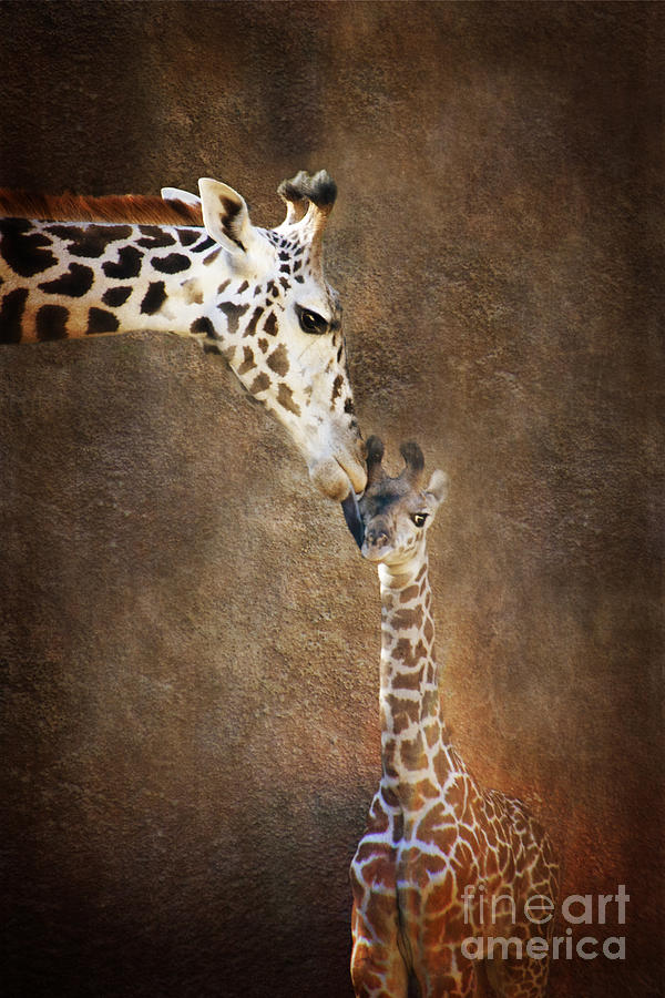 Giraffe Kiss Photograph by Norma Warden