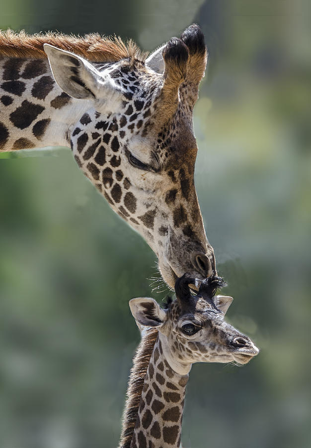 Giraffe Kissing Her Calf Photograph by William Bitman