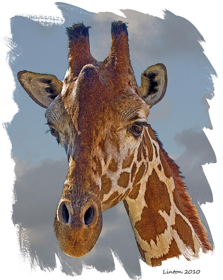 Giraffe Digital Art by Larry Linton