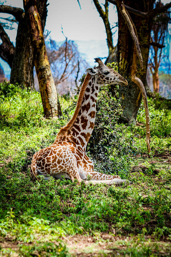 Giraffe Laying Down Photograph by Bryan Moore
