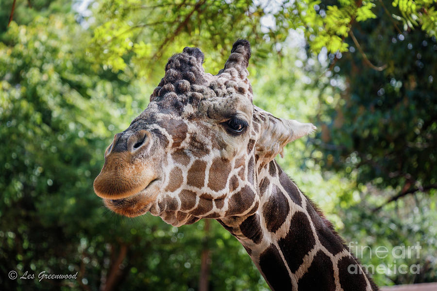 Giraffe Photograph by Les Greenwood