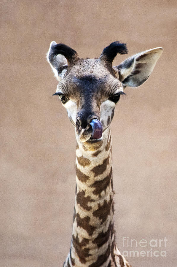 Giraffe Lick by Lula Adams Giraffe Lick by Lula Adams